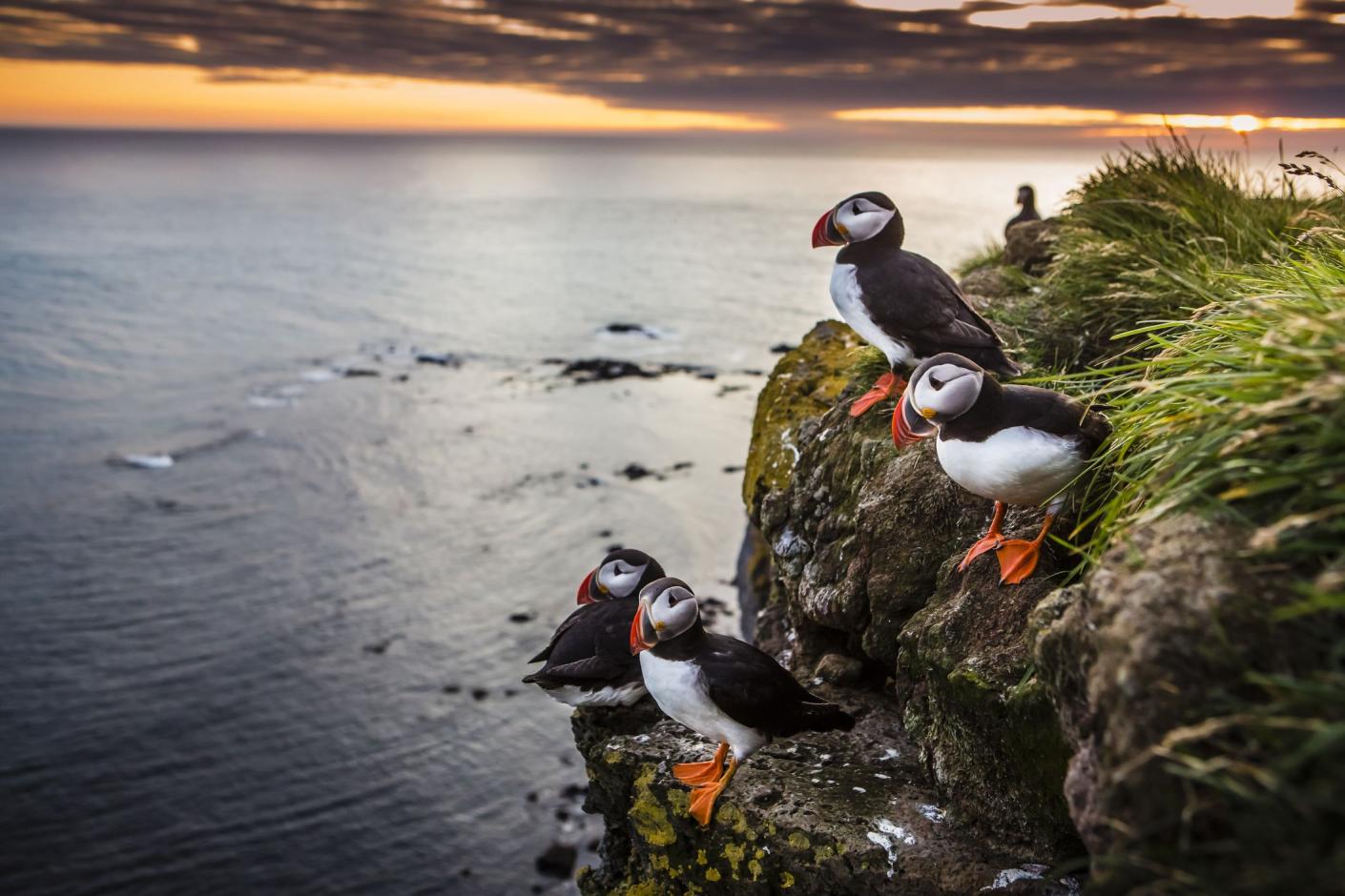 Lundy Puffins