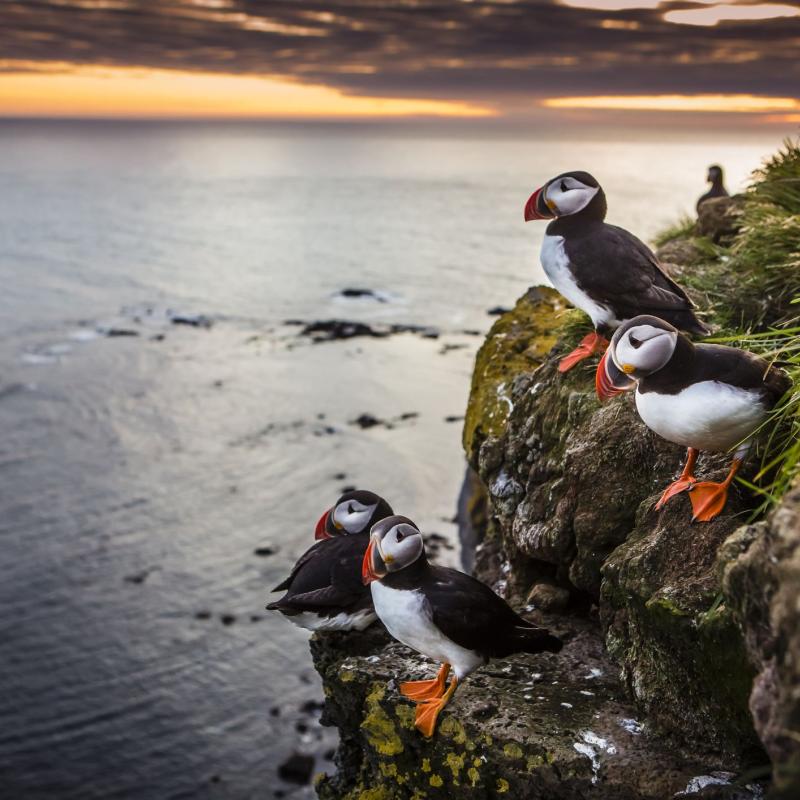 Lundy Puffins