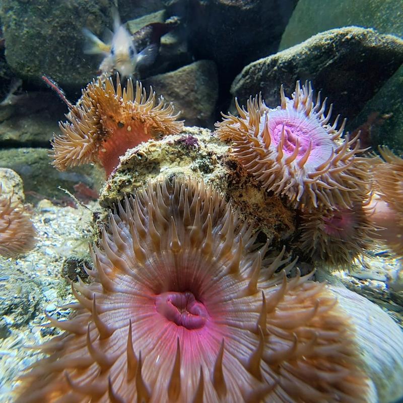 Ilfracombe Aquarium | Woolacombe Sands