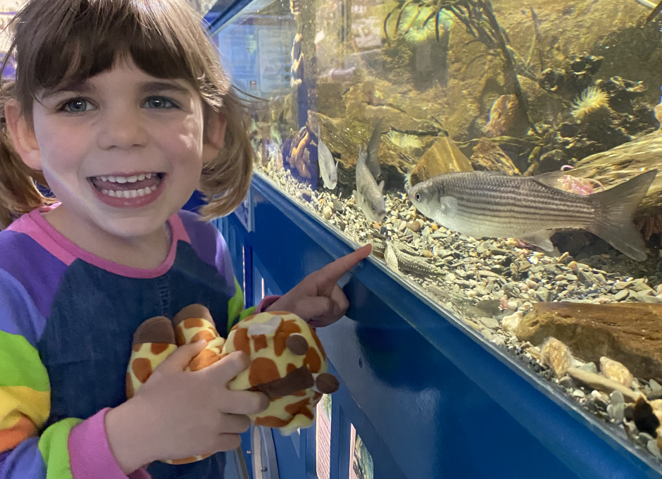 Ilfracombe Aquarium | Woolacombe Sands